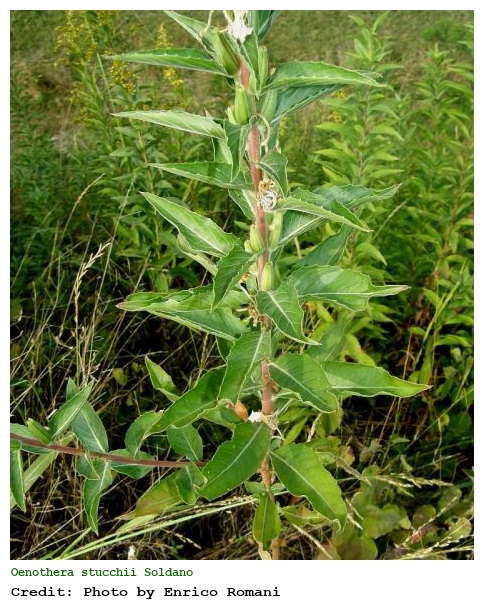 Oenothera stucchii Soldano